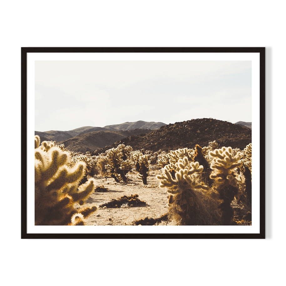 Desert Landscape.